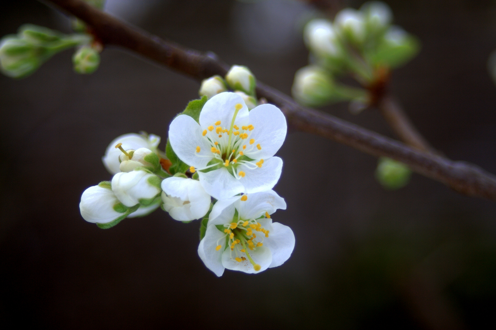 Birnenblüte