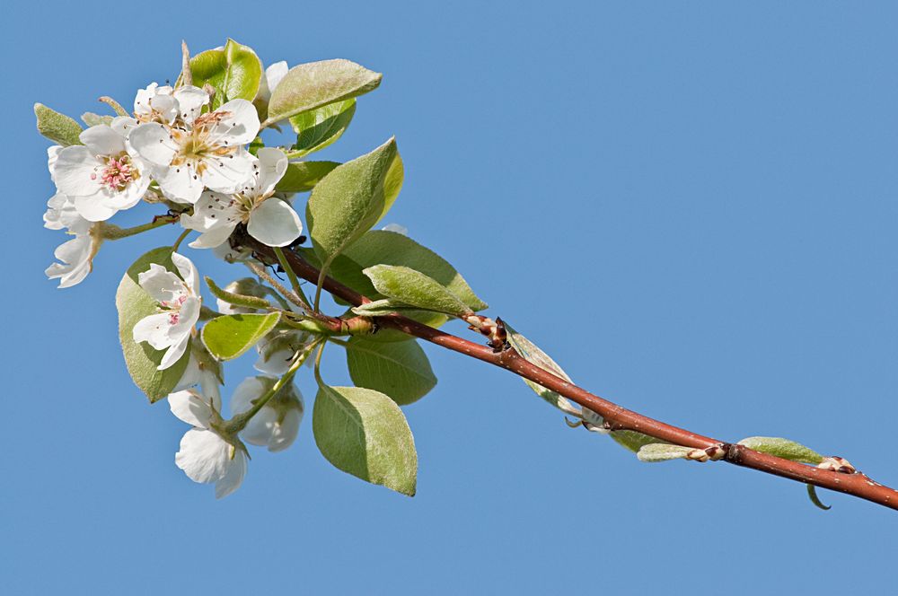 Birnenblüte 2012