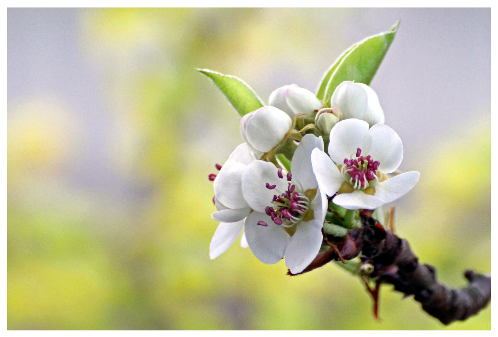 Birnenblüte