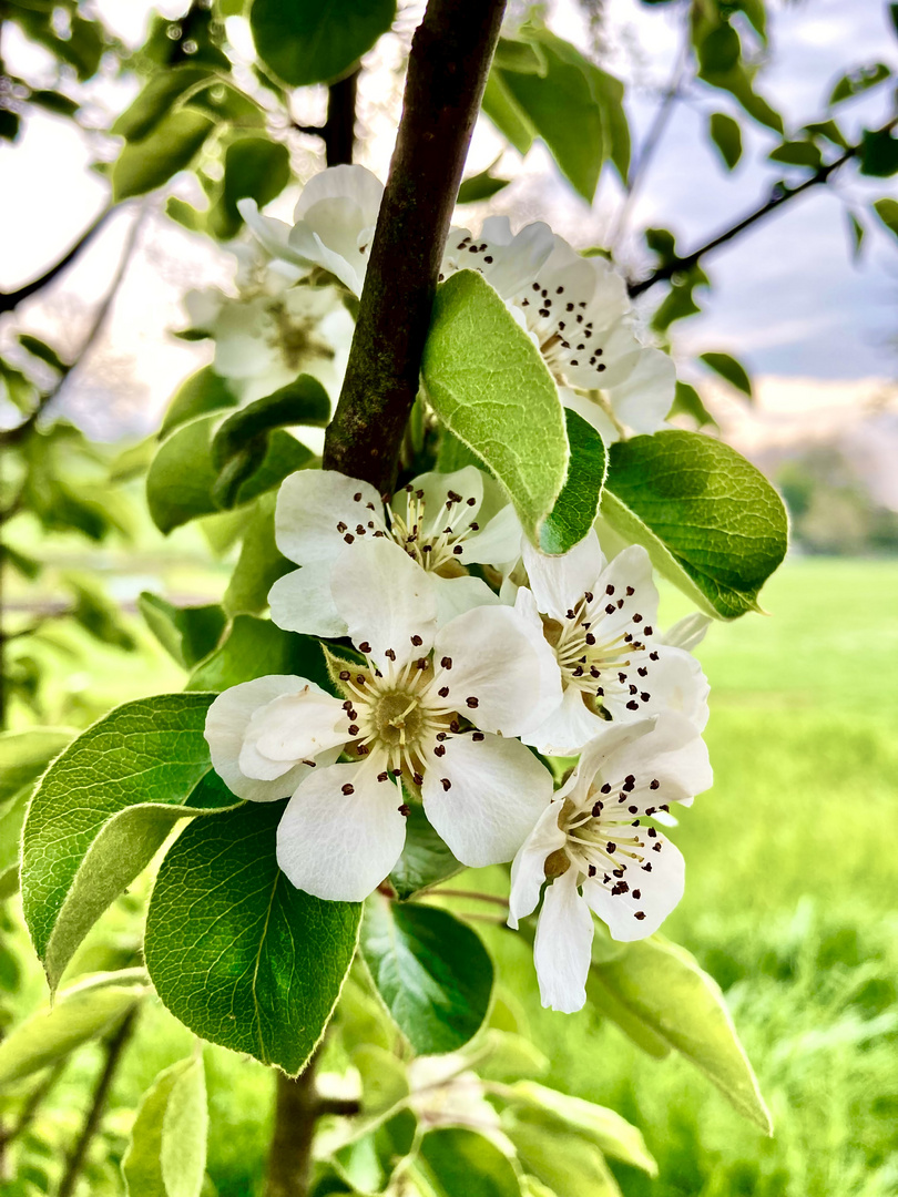 Birnenblüte