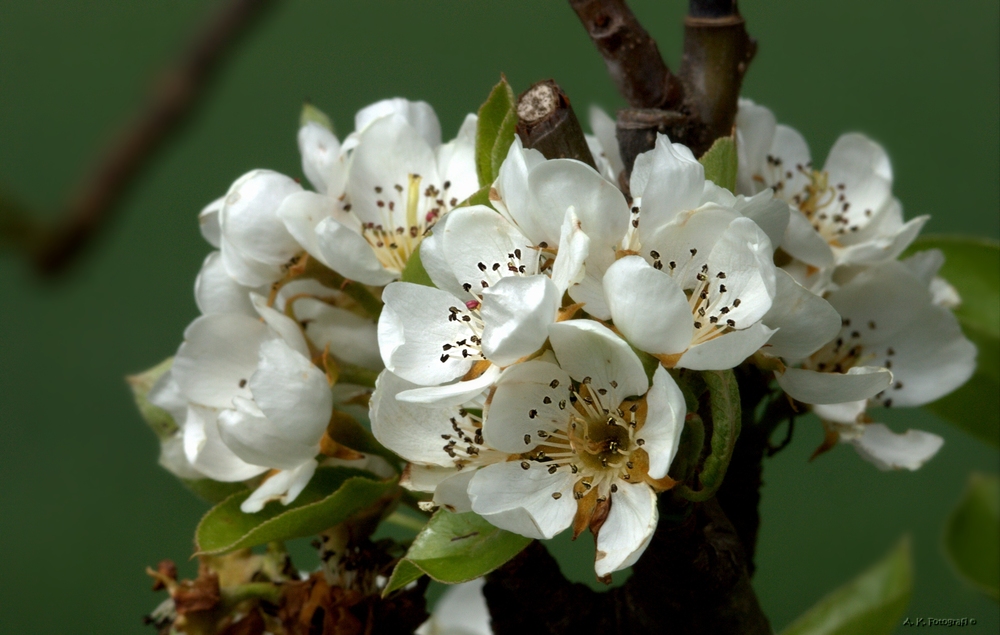 Birnenblüte !