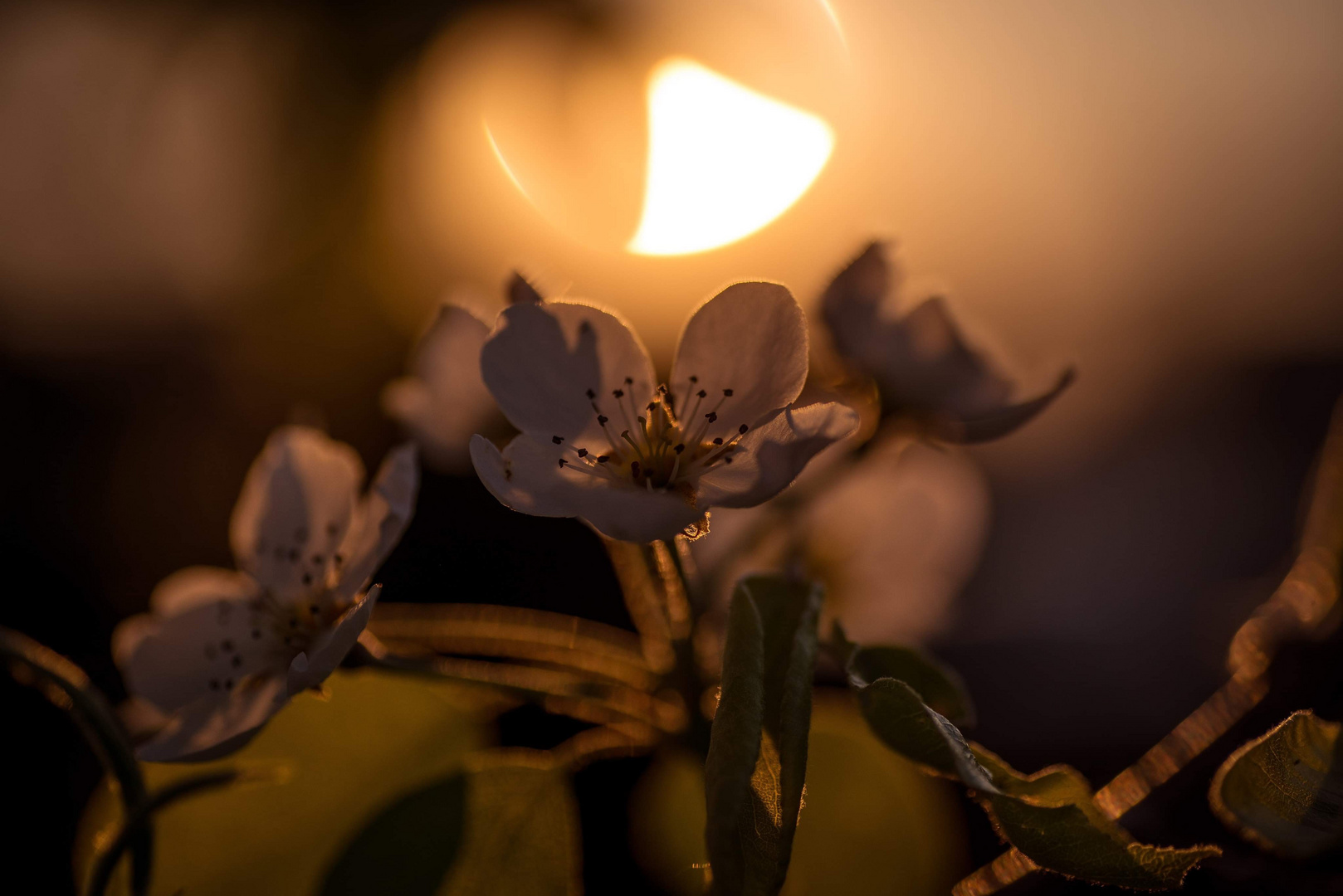 Birnenblüte 