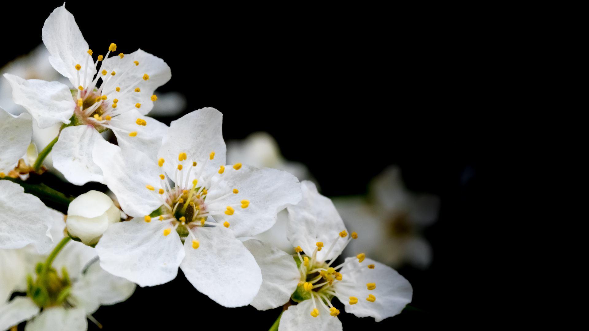 Birnenblüte