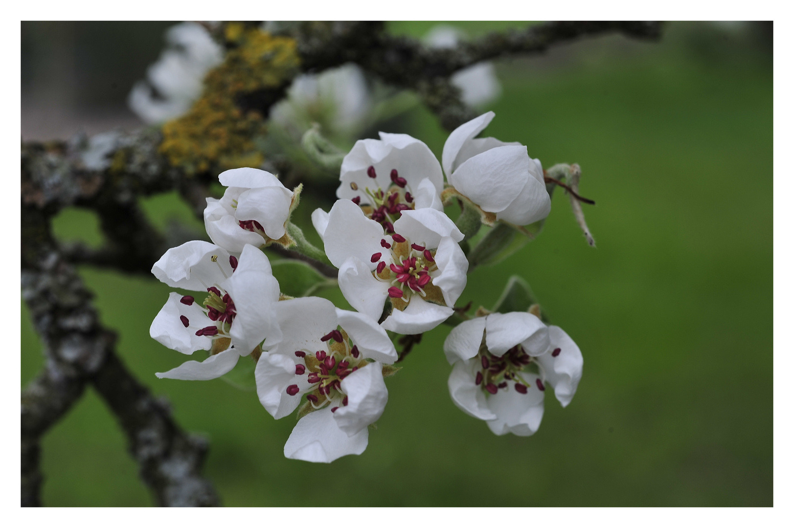 ...Birnenblüte