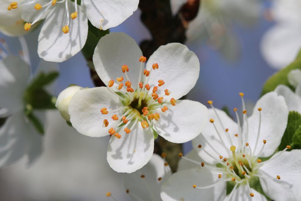 Birnenblüte