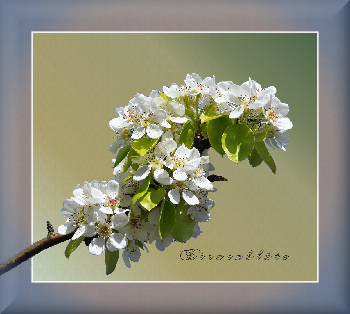 Birnenblüte.....