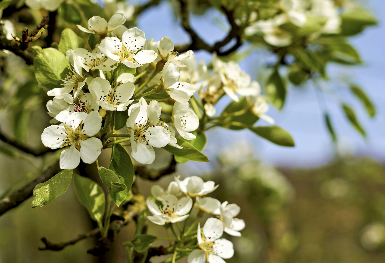 Birnenblüte