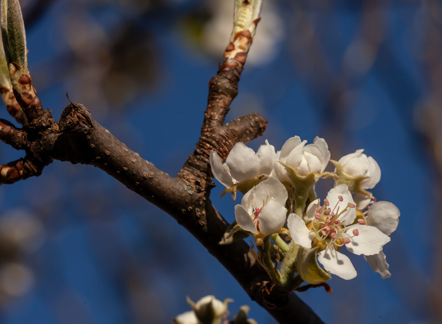 Birnenblüte