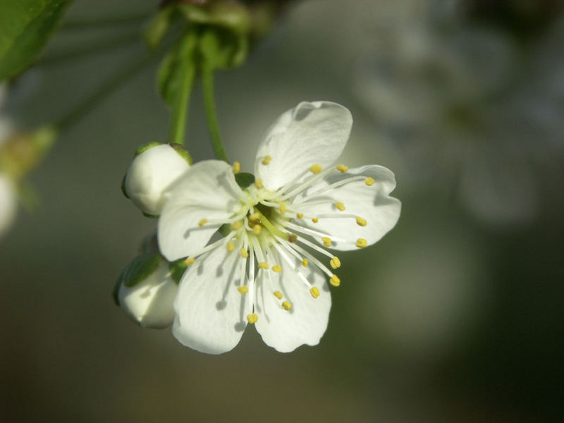 Birnenblüte