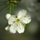 Birnenblüte