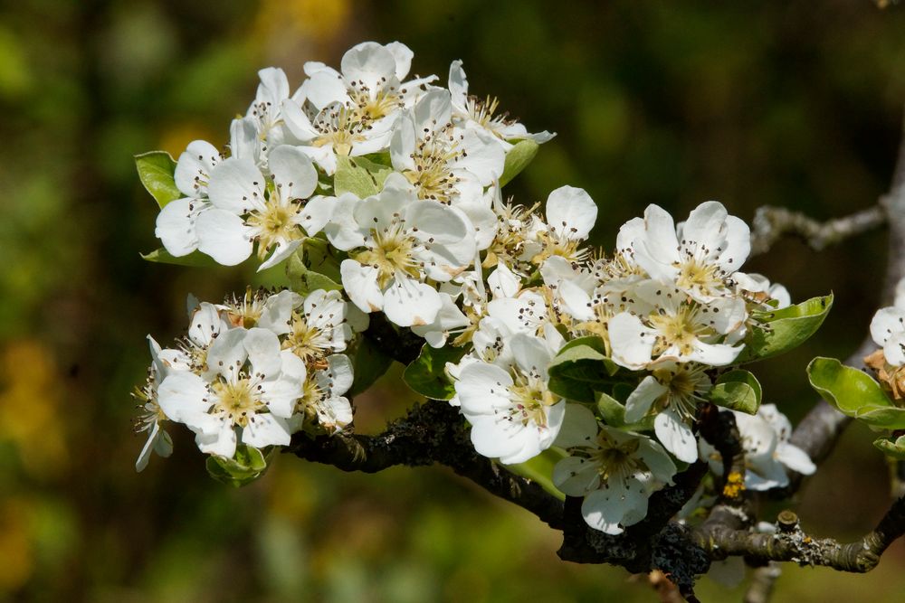 Birnenblüte