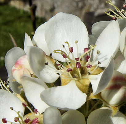 Birnenblüte