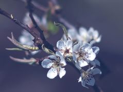 Birnenblüte