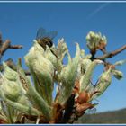 Birnenblüte