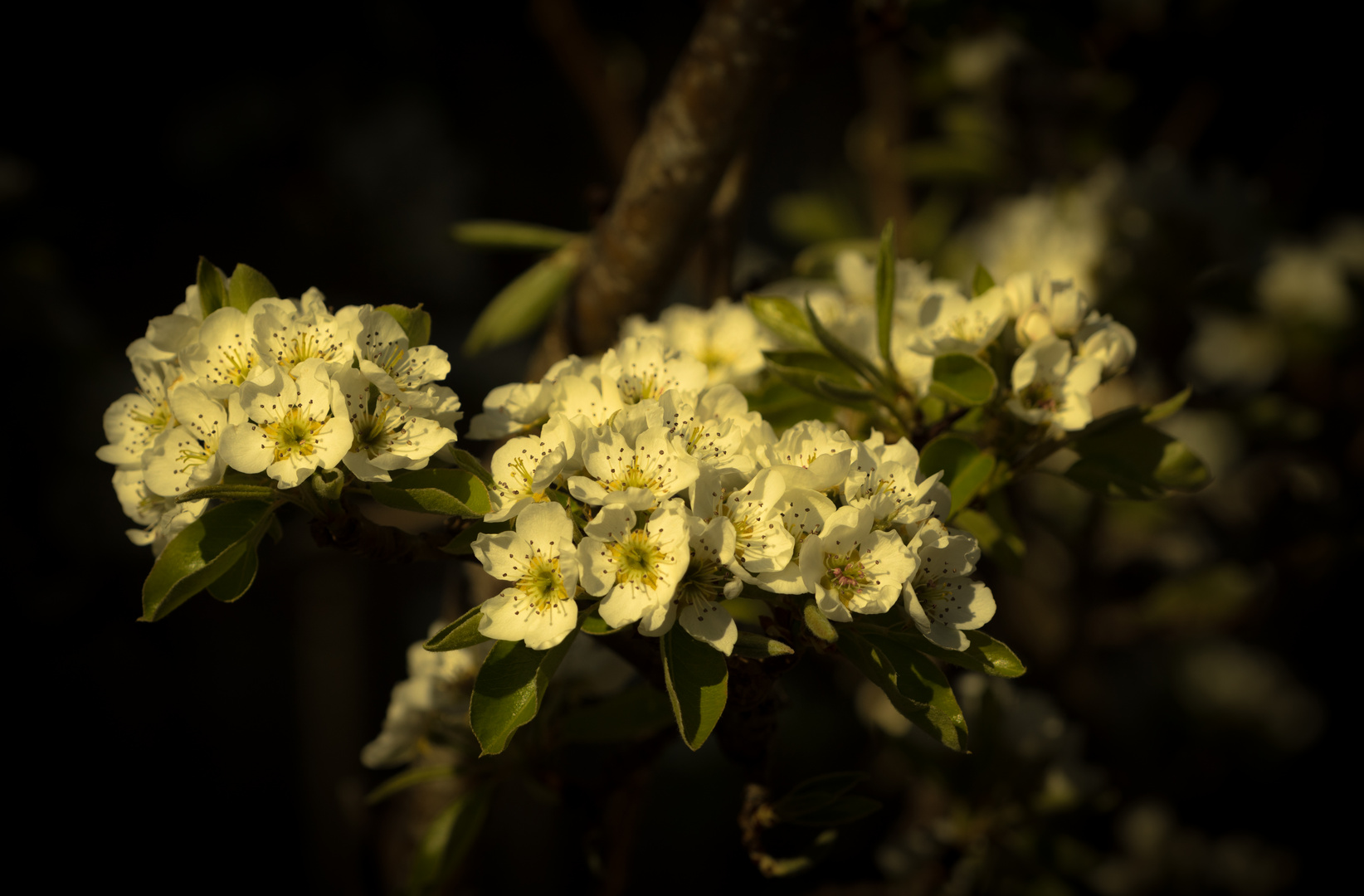 Birnenblüte