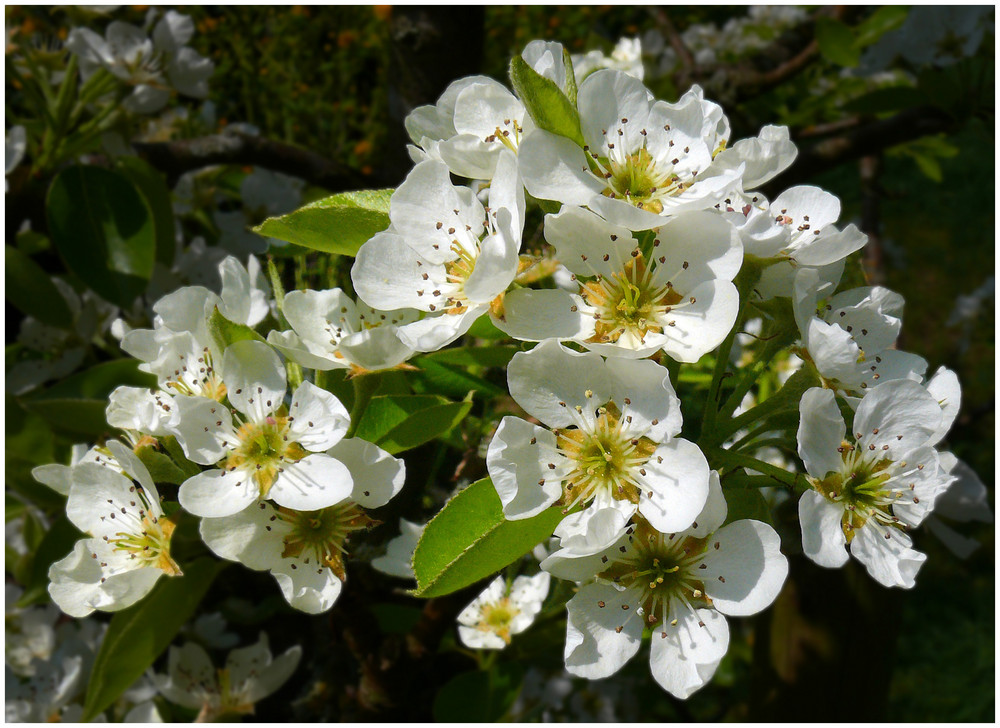 Birnenblüte