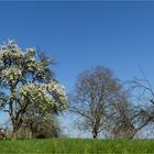 Birnenblüte