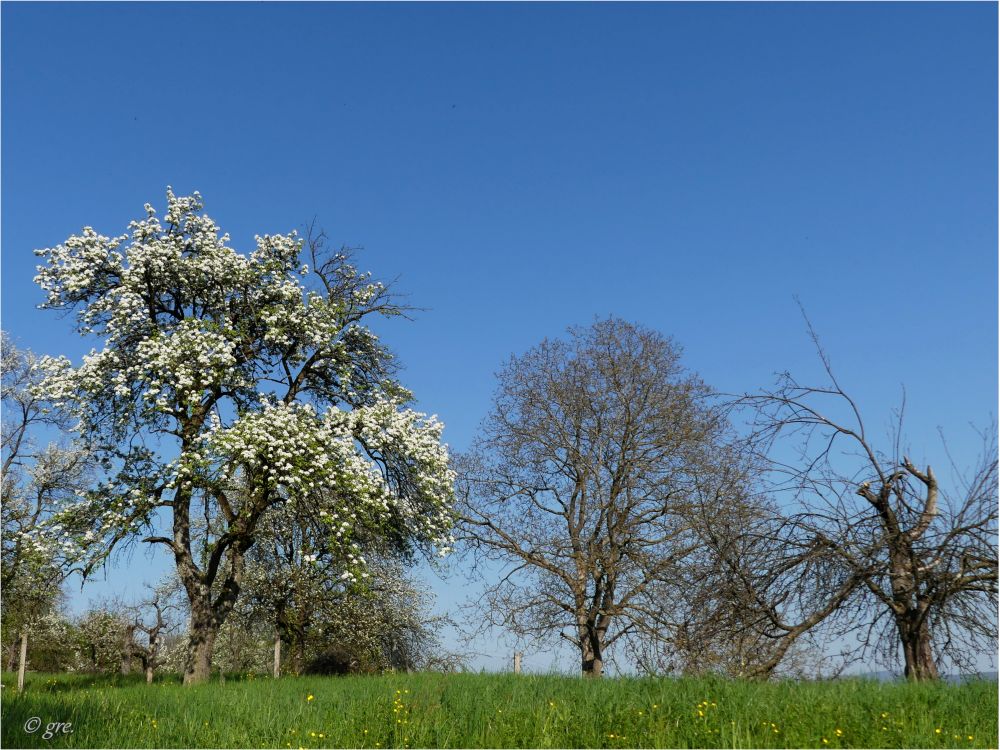 Birnenblüte