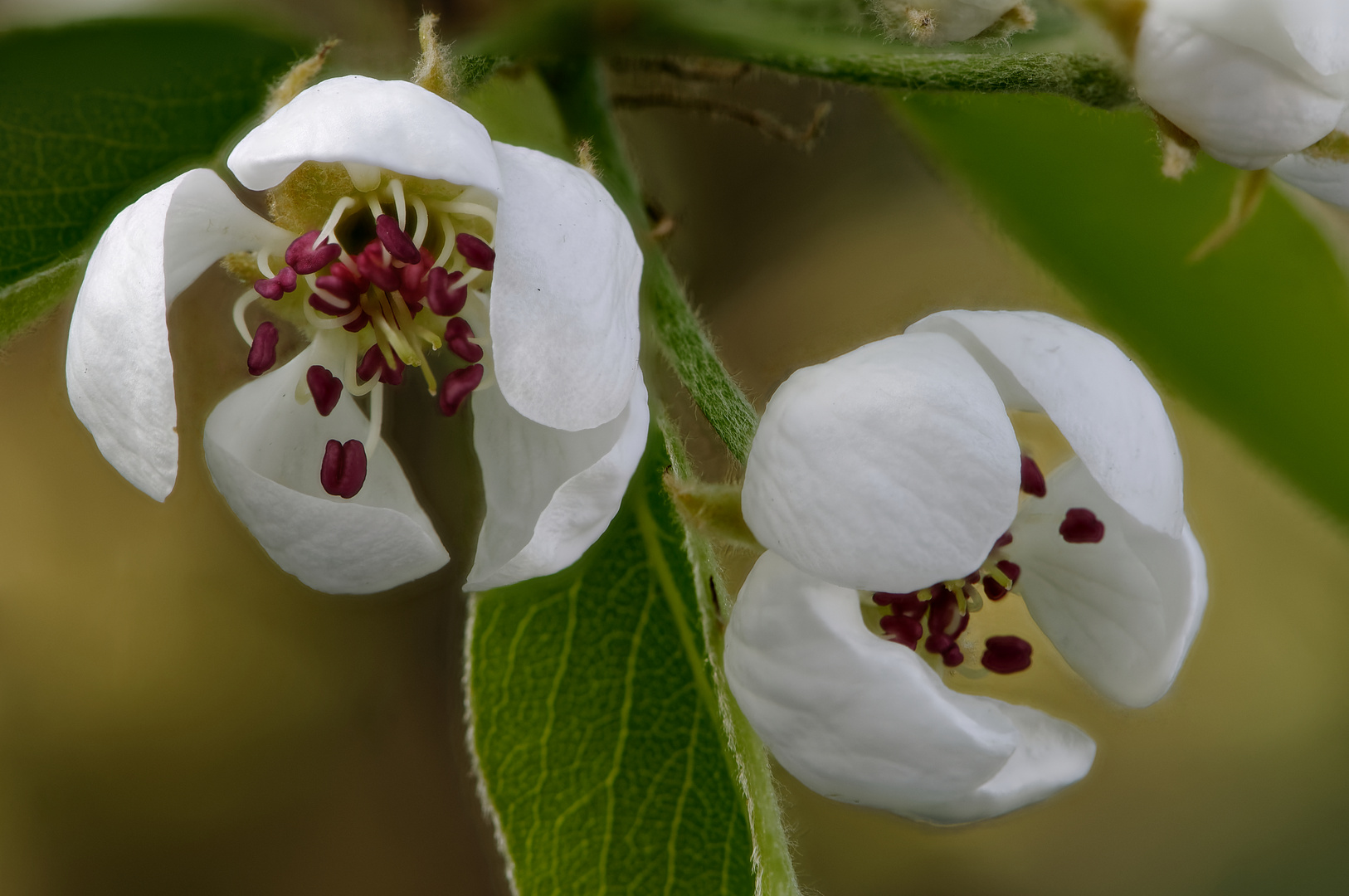 Birnenblüte