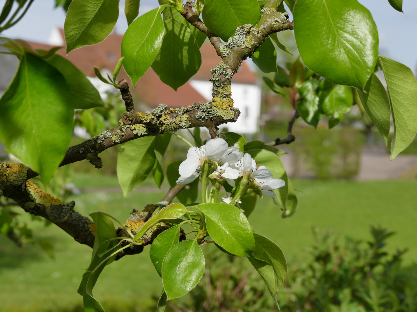 Birnenblüte