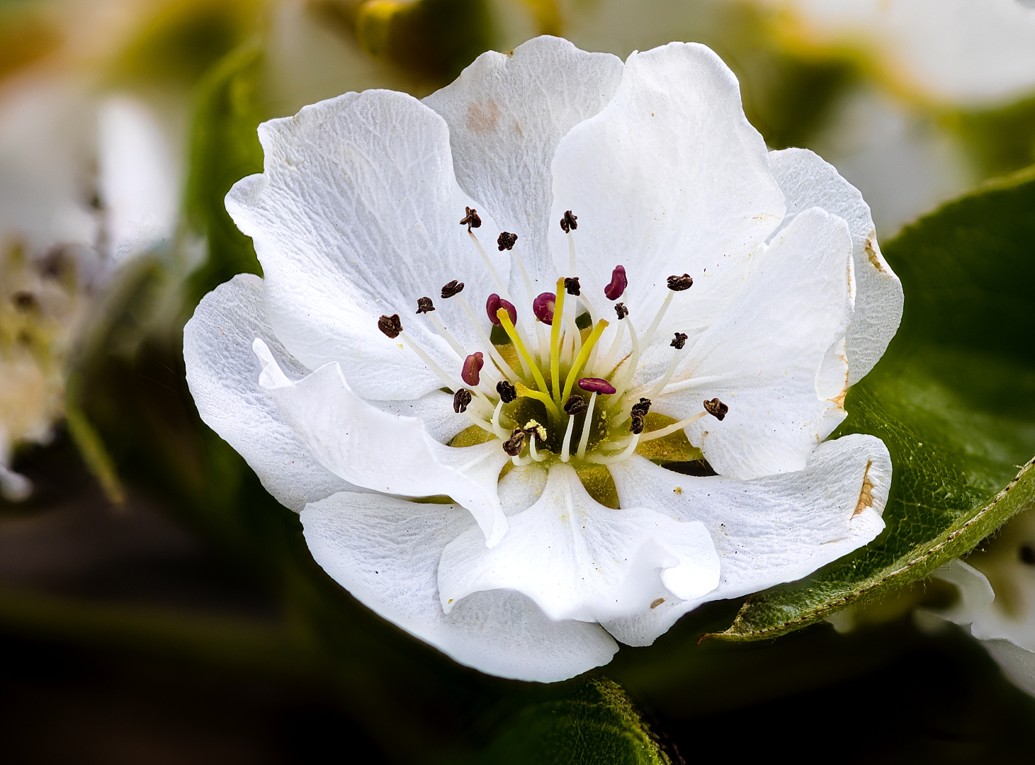 Birnenblüte 