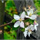 * Birnenblüte *