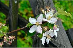 * Birnenblüte *