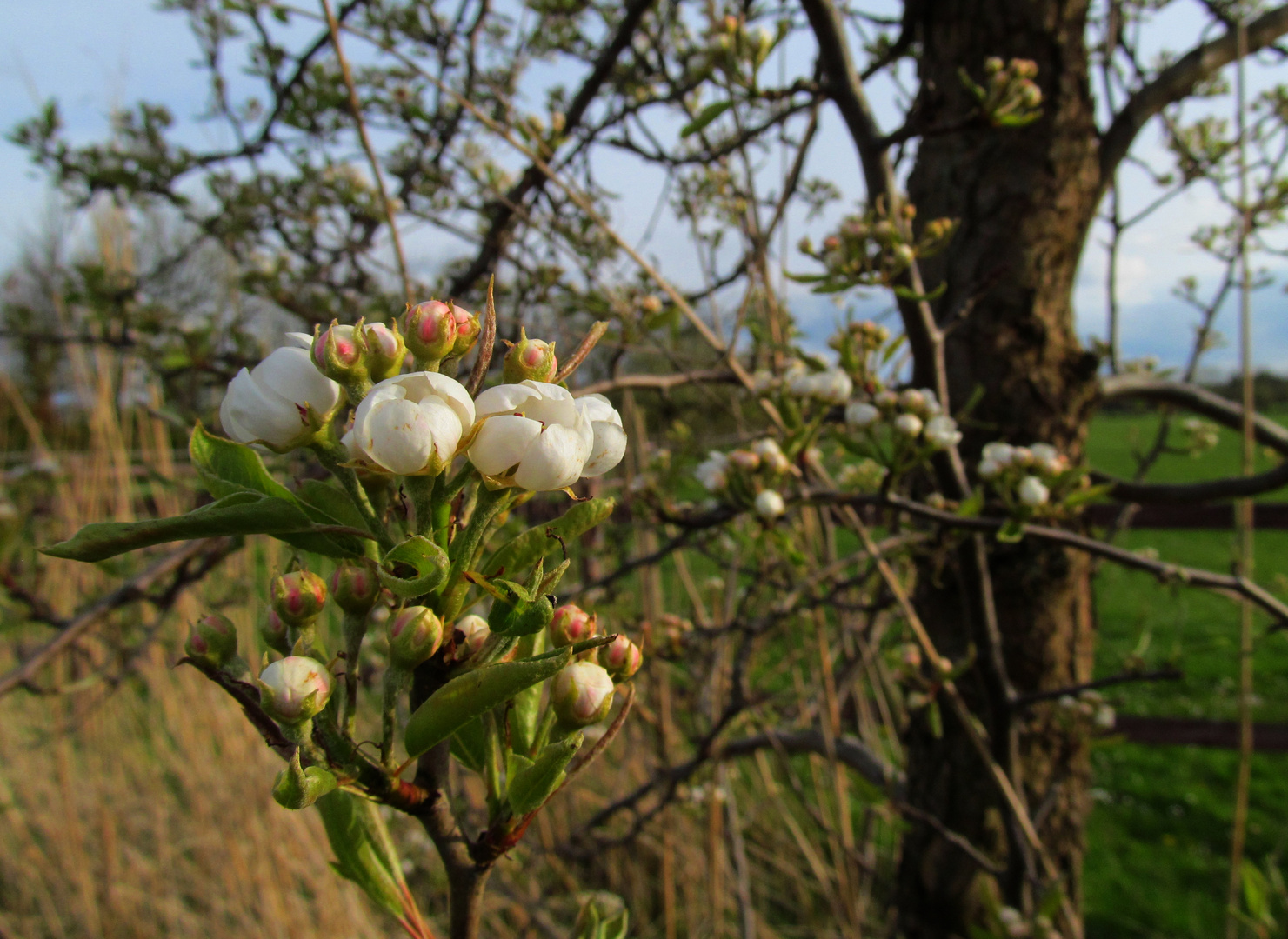 Birnenblüte ...