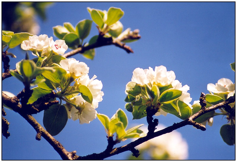 Birnenblüte