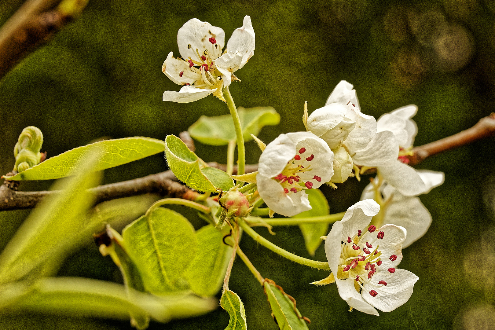 Birnenblüte