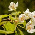 Birnenblüte