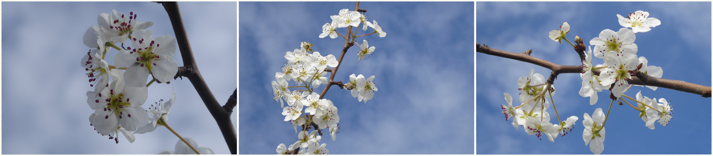 Birnenblüte am 16. Oktober