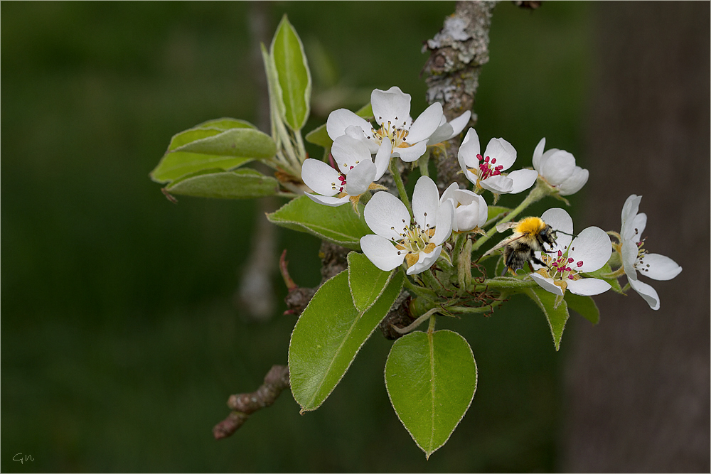 Birnenblüte