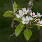 Birnenblüte