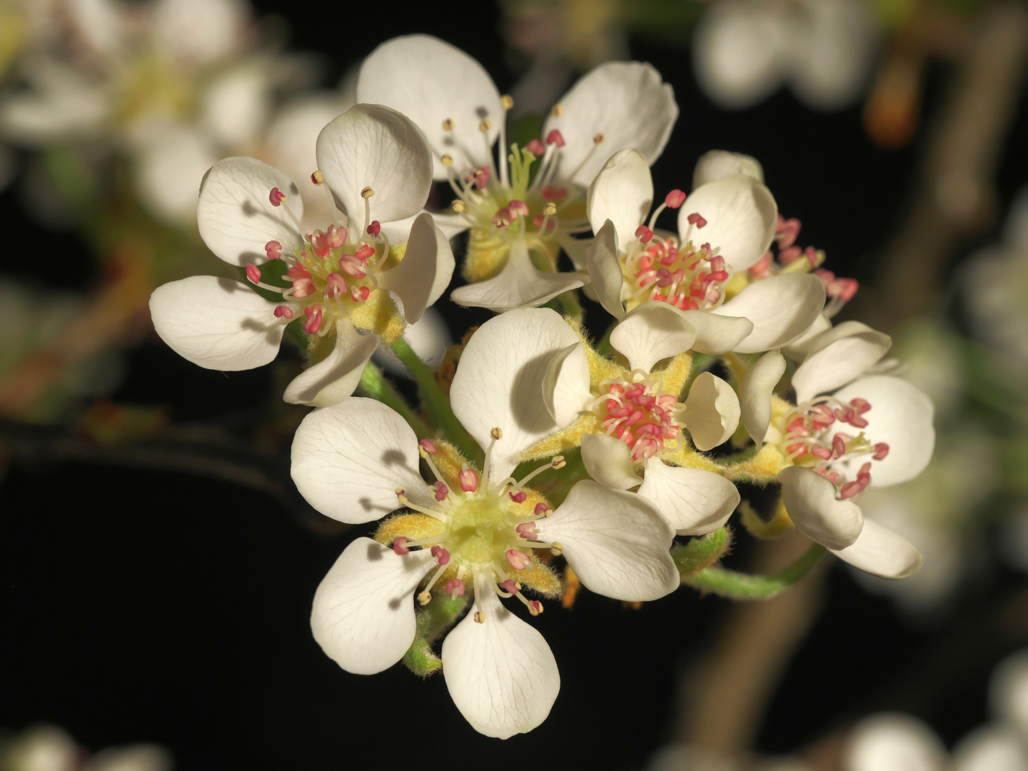 Birnenblüte