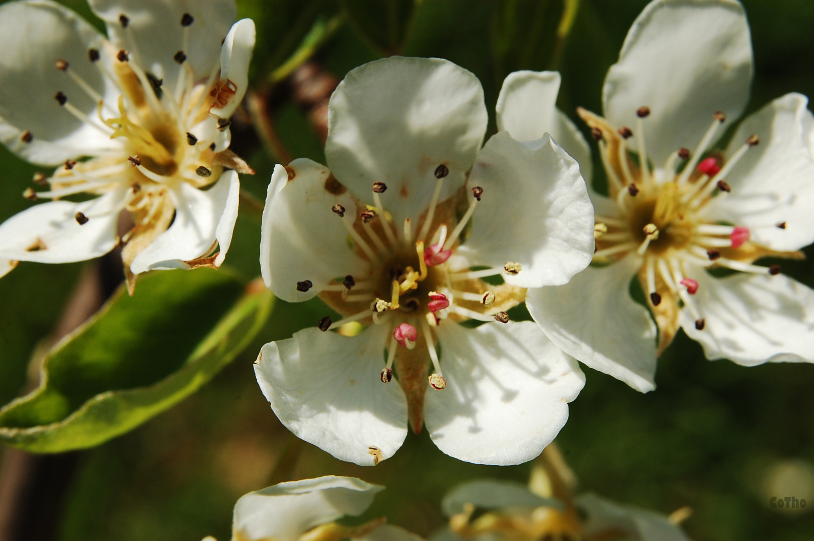 Birnenblüte