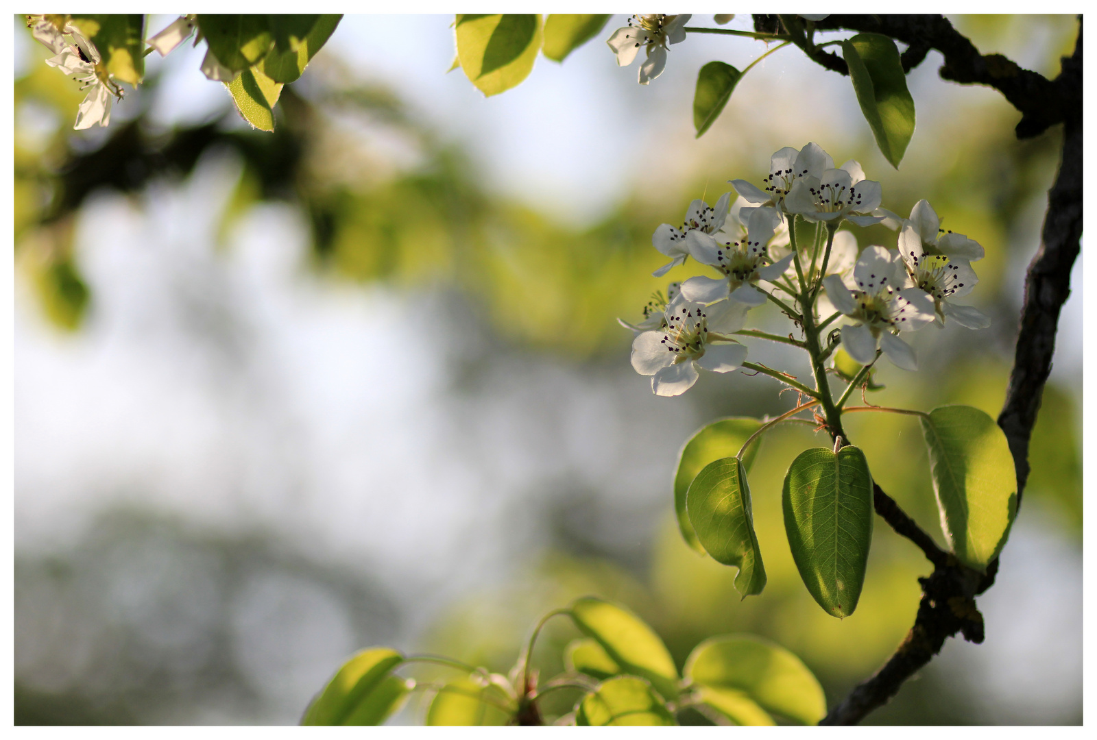 Birnenblüte