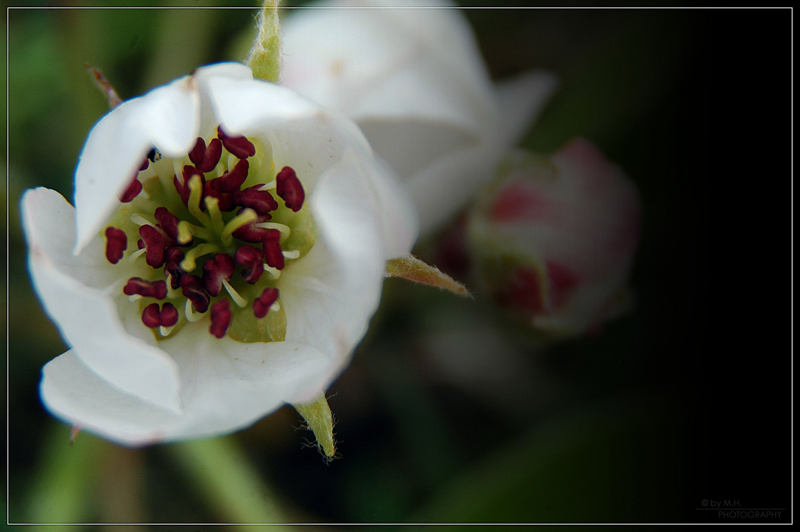 Birnenblüte