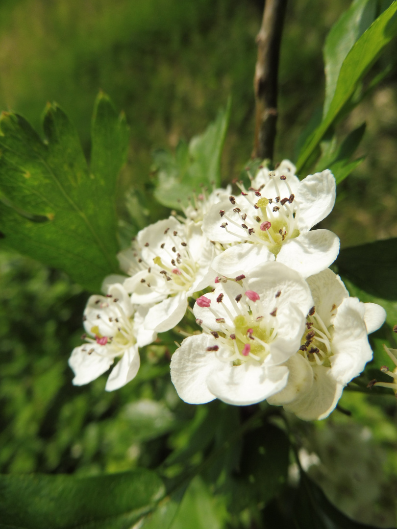 Birnenblüte