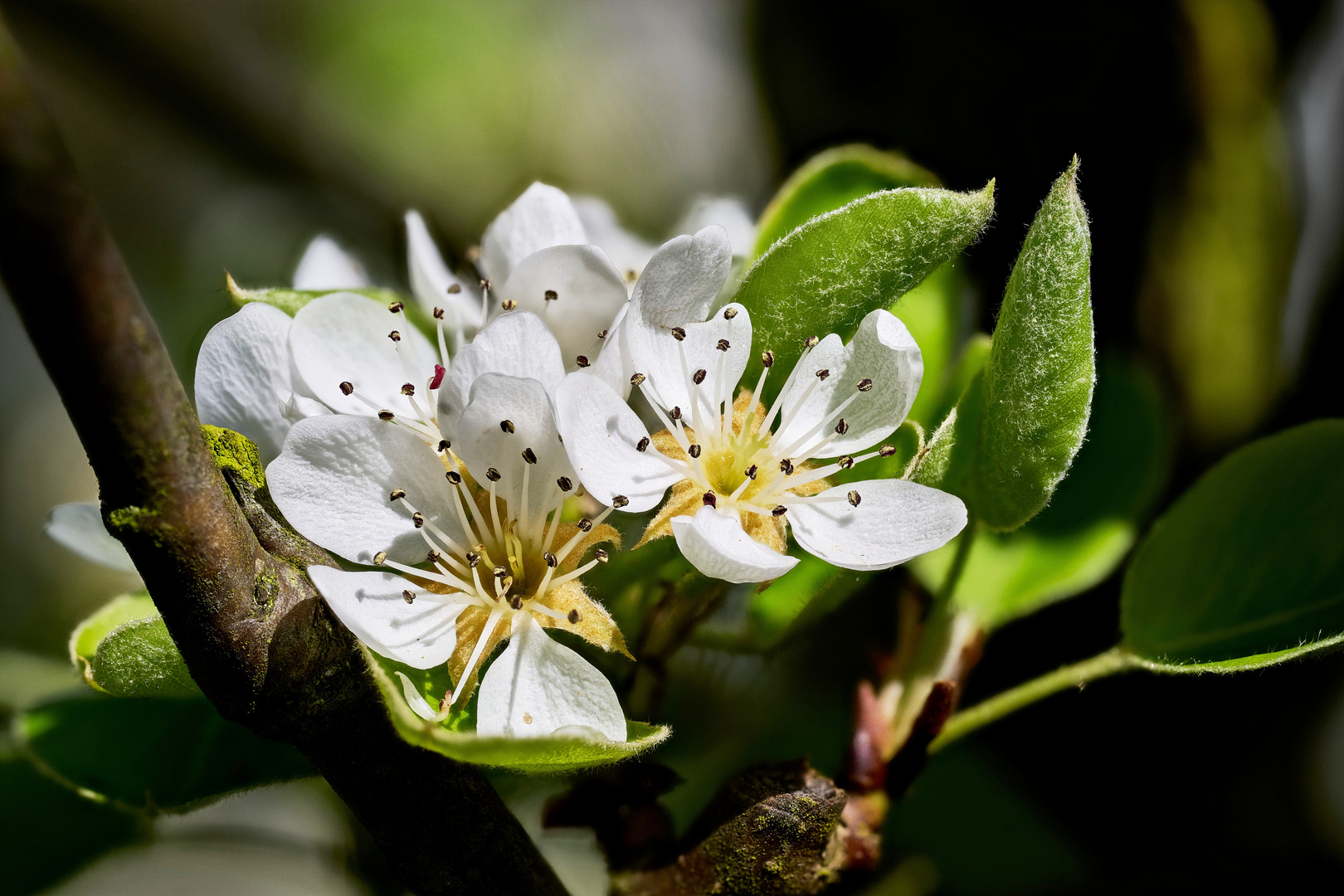 Birnenblüte