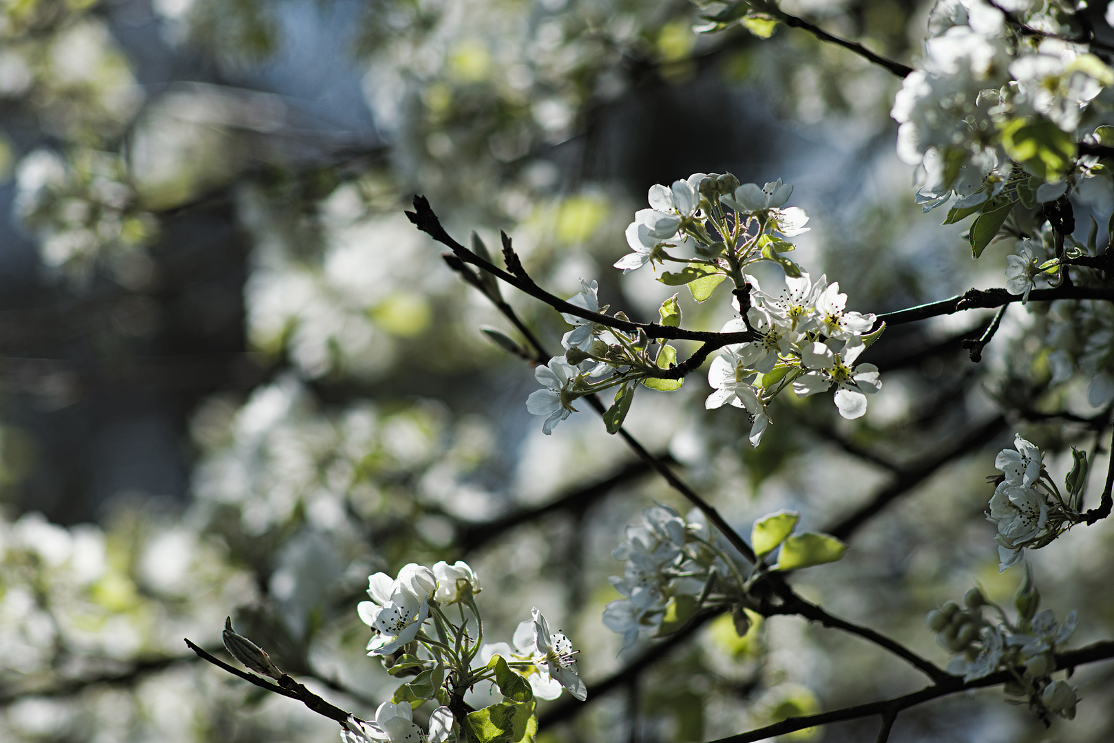 Birnenblüte