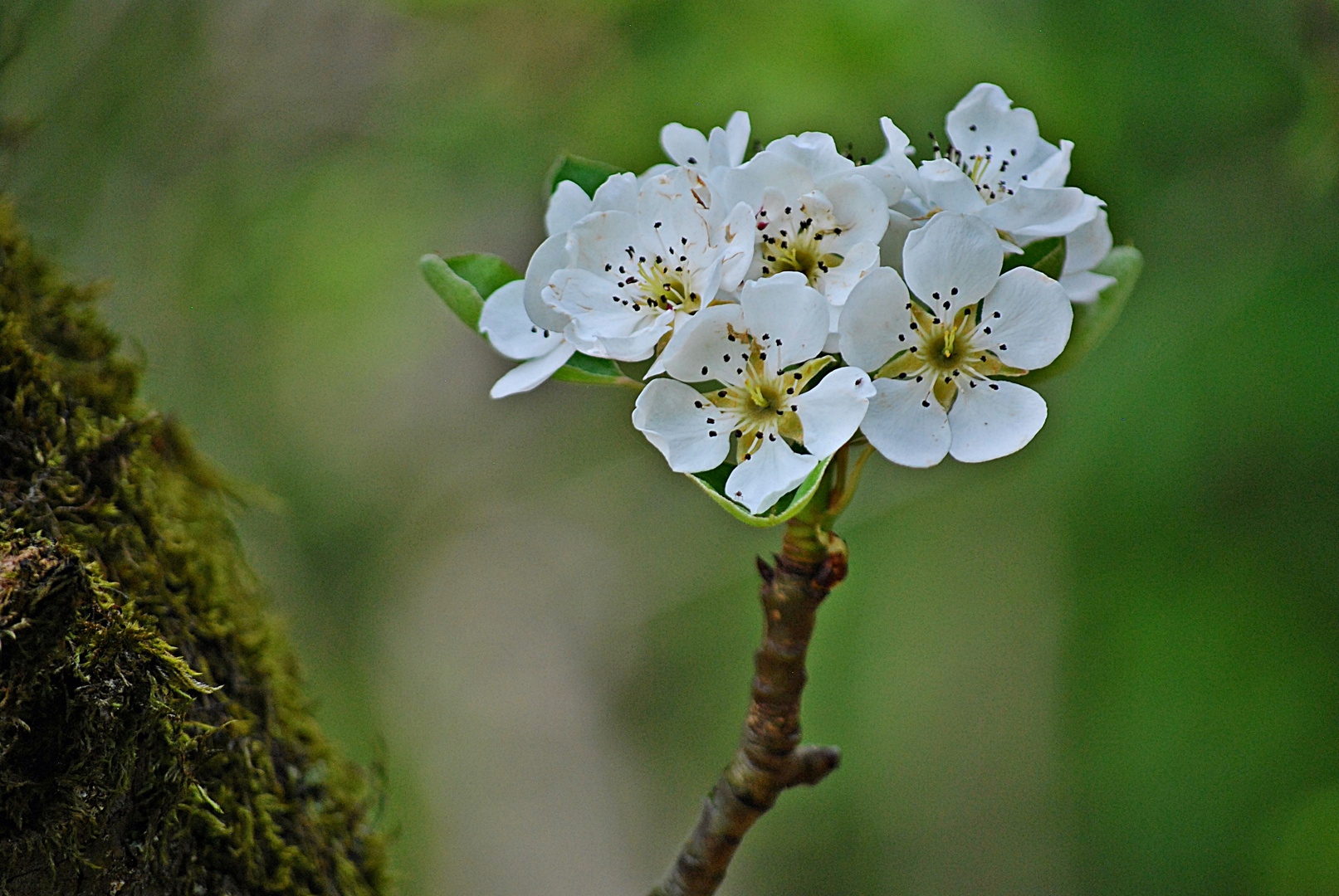 Birnenblüte...