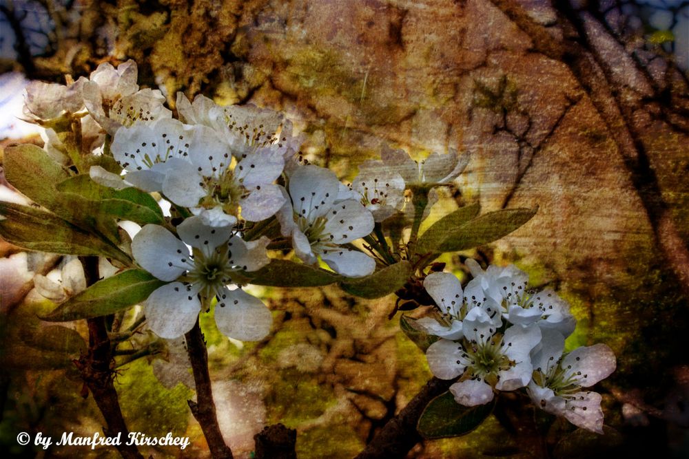 Birnenblüte