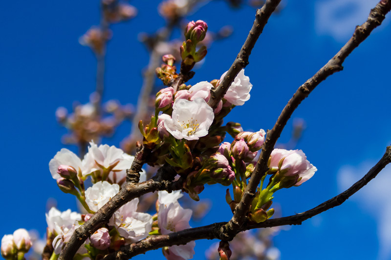 Birnenblüte