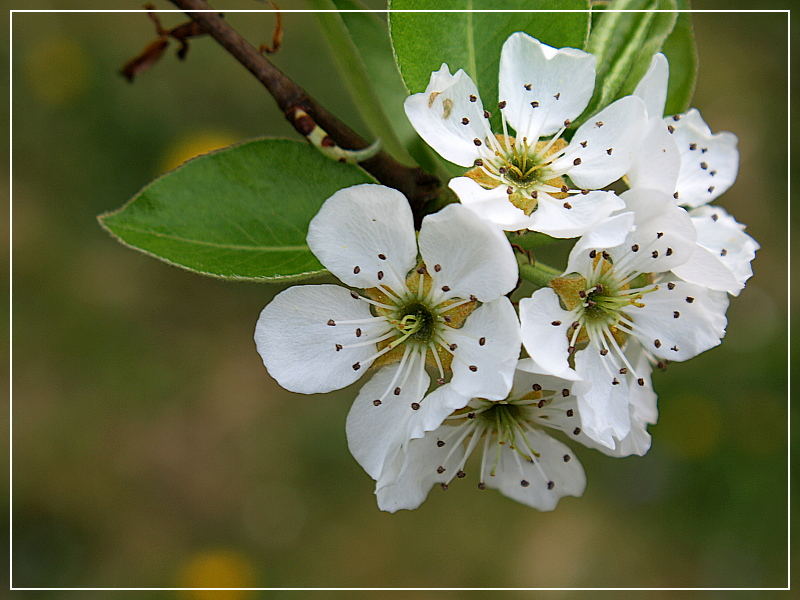 Birnenblüte