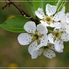 Birnenblüte