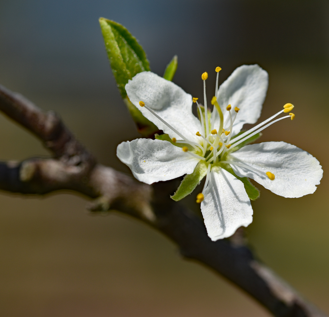 Birnenblüte