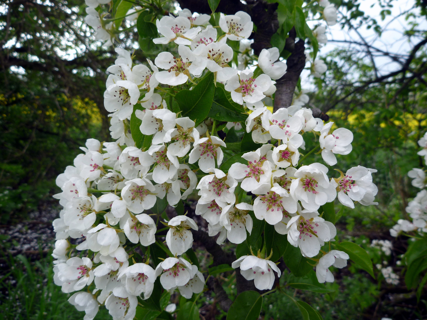 Birnenblüte