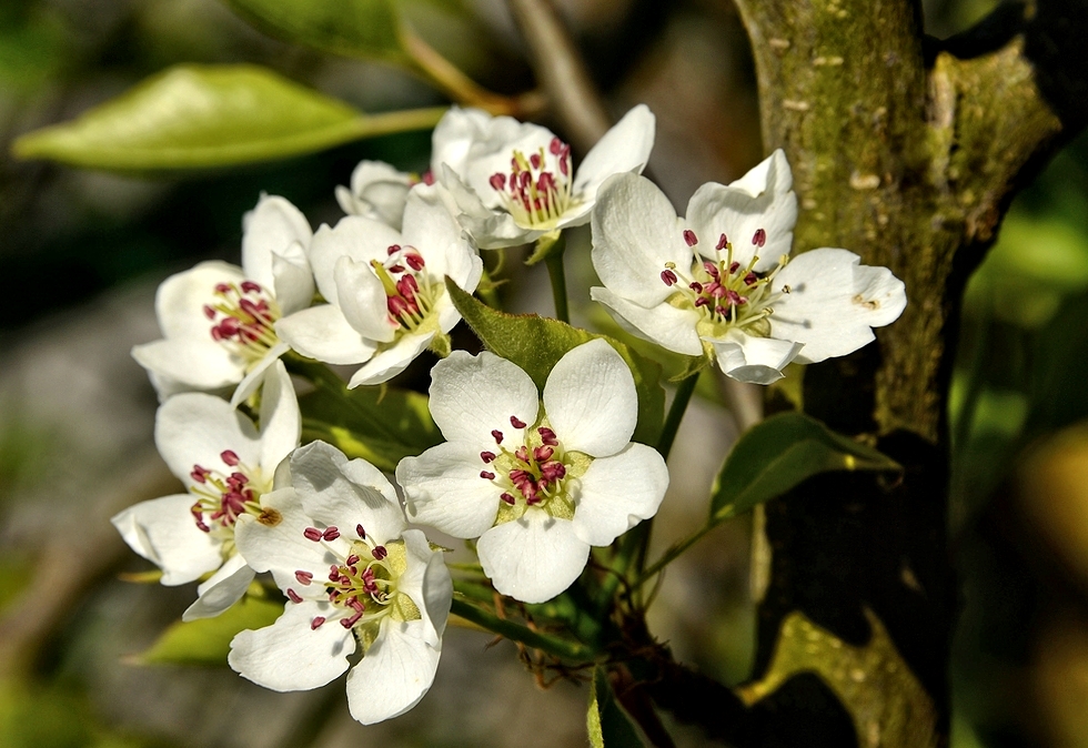 Birnenblüte