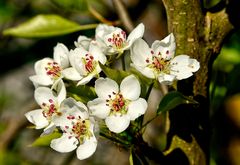 Birnenblüte